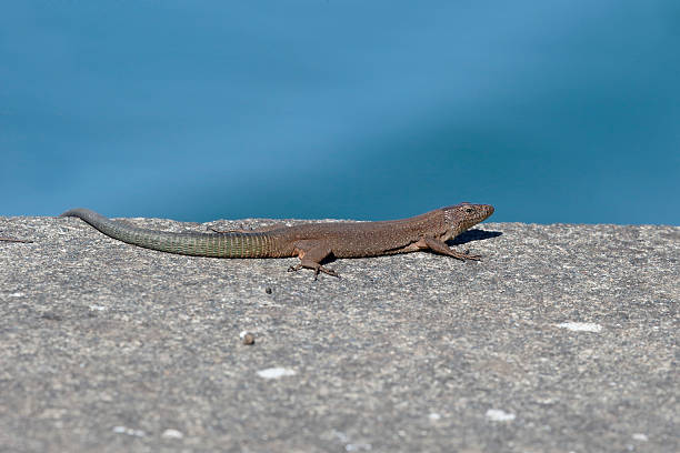 istock Madeira wall lizard, Lacerta dugesii 518683878