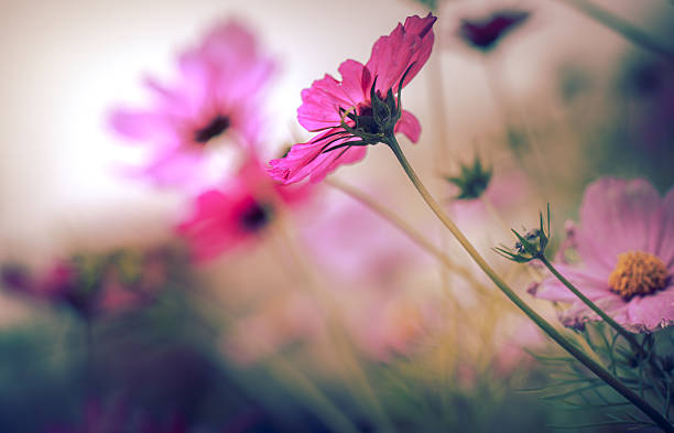 istock Beautiful Cosmos Flower macro image 518684456