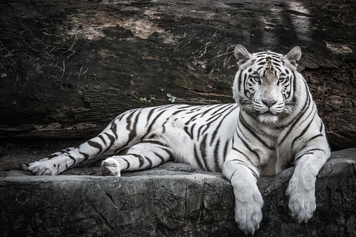 500+ White Tiger Pictures [HD] | Download Free Images on Unsplash