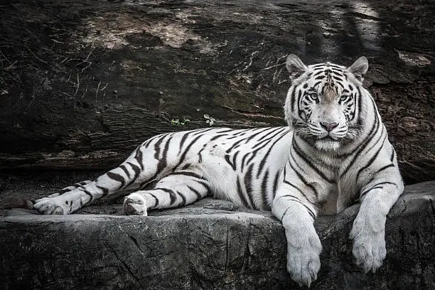 Photo of White Tiger