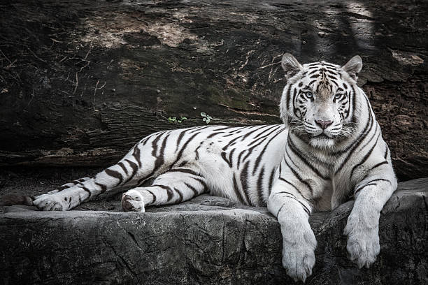 biały tygrys - tiger zoo animal awe zdjęcia i obrazy z banku zdjęć