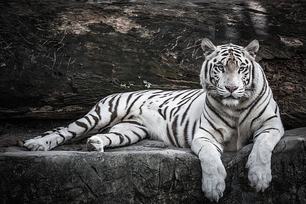 tigre-branco - bengal tiger imagens e fotografias de stock