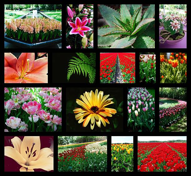 istock Collage of flower photos - black background, grid formation. 518684936