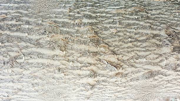 istock crack and grunge rough bark texture 518685720