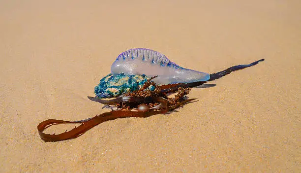 A Portuguese Man O'War, subject to the vagaries of wind and tide, washed up on a beach in South Africa