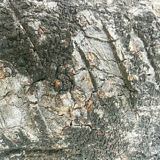 istock crack and grunge rough bark texture 518686298