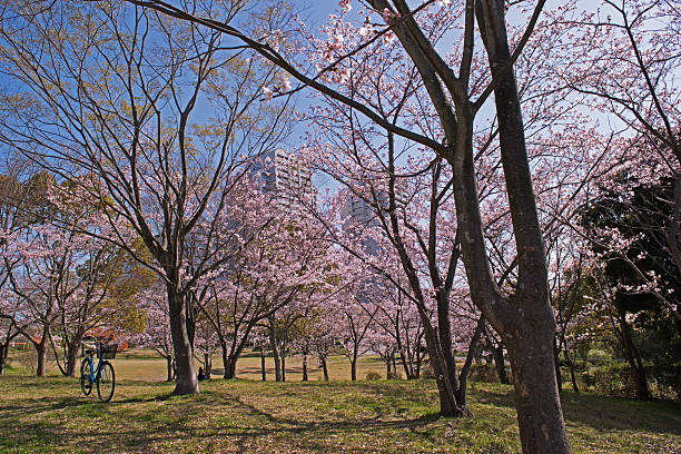 istock Spring Cherry blossoms, pink flowers 518686370