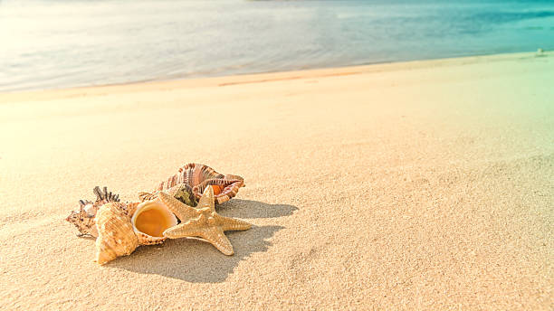 istock cockleshells and starfish lie ashore sea 518686666