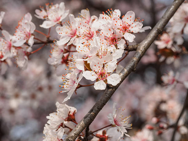 istock Prunus cerasifera branch with flowers and leaves. 518686880