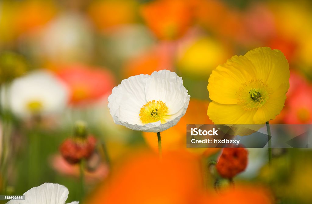 colorful poppy flowers Field with colorful corn poppy flowers. Agricultural Field Stock Photo