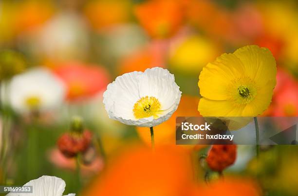 Colorful Poppy Flowers Stock Photo - Download Image Now - Agricultural Field, Beauty, Beauty In Nature