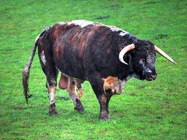 Longhorn bull. The oldest breed of beef cattle in the world. animal penis stock pictures, royalty-free photos & images