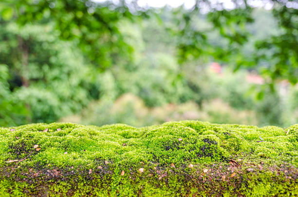 istock Moss, small flowerless plant 518701081