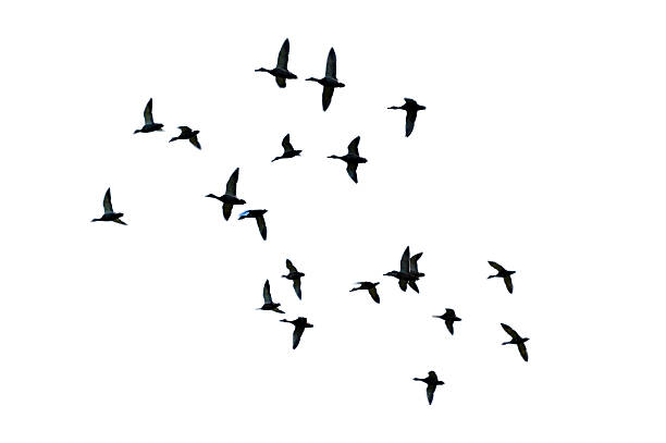 Flying birds. Isolated image. White background.