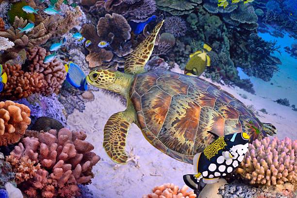 tortue verte corail récif - poisson papillon à collier blanc photos photos et images de collection