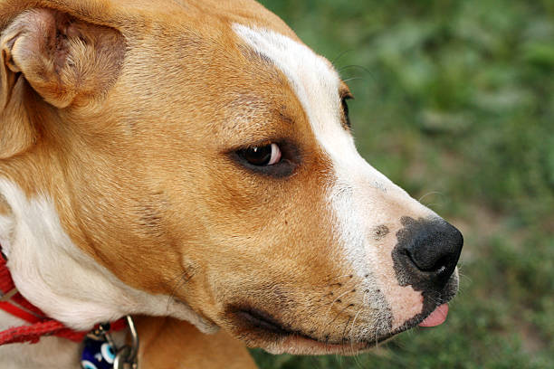 istock american stafordshire terrier dog 518701722