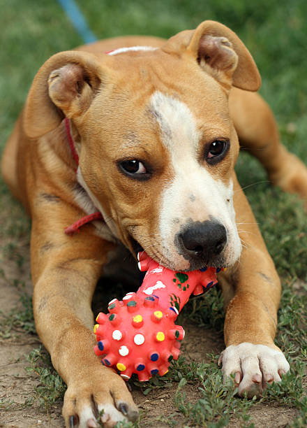 istock american stafordshire terrier dog 518701744
