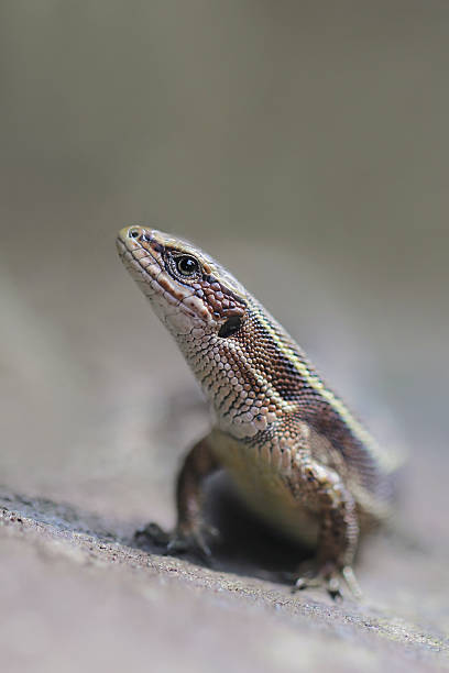 istock Viviparous lizard Zootoca vivipara 518701939