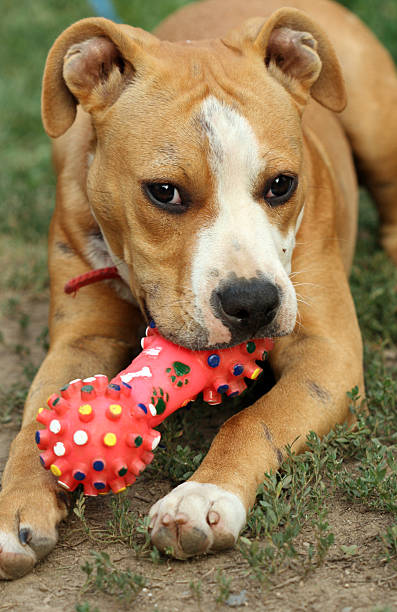 istock american staffordshire terrier dog 518702140