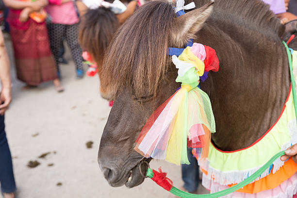 istock horse in traditional buddhist monk ordination ceremony 518702234