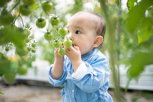 Baby girl trying to eat fresh tomatoes straight from the vine. Okayama, Japan. March 2016