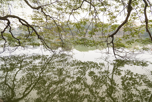 Reflections of tree branches on water at Hoan Kiem Lake, Hanoi, Vietnam.