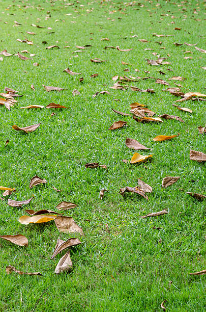 Fallen leaves on the grass meadow
