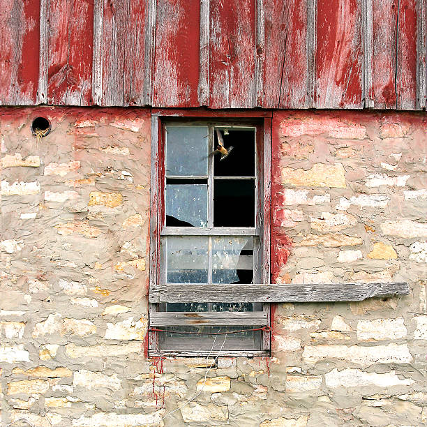 A Barn Swallow bird is flying out the window of an abandoned old farm building.