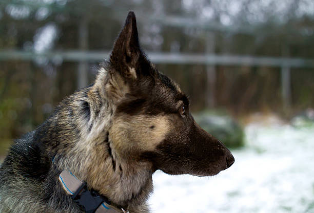 istock Dog in a Snowy Garden 518704245