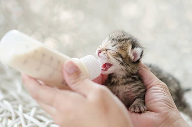 istock Feeding little cat with milk replacer 518704399