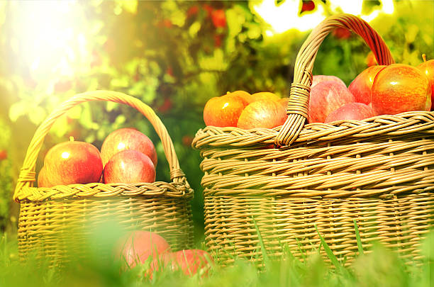 istock Two wicker basket full of red apples at sunset 518705012