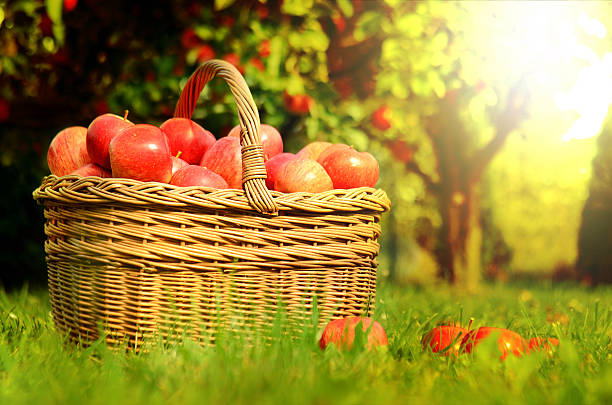 istock Wicker basket full of red apples at sunset 518705044
