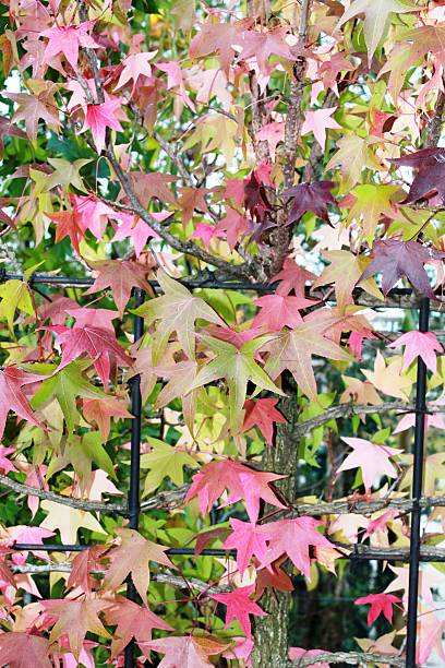 istock Liquidambar styraciflua 
