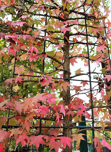 istock Liquidambar styraciflua 