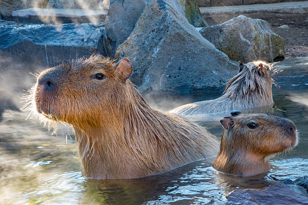 Capybara onsen Capybara loves the hot spring in winter.  capybara stock pictures, royalty-free photos & images