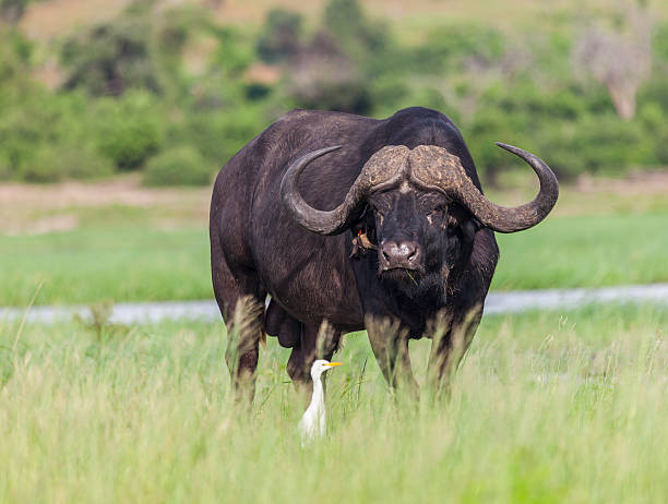 istock Cape Buffalo with Cattle Egret and Red-billed Oxpecker, Chobe_N.P., Botswana 518706930