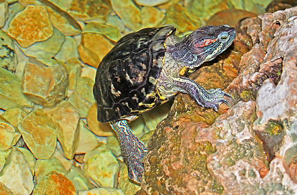 istock Turtle getting out of water 518707272