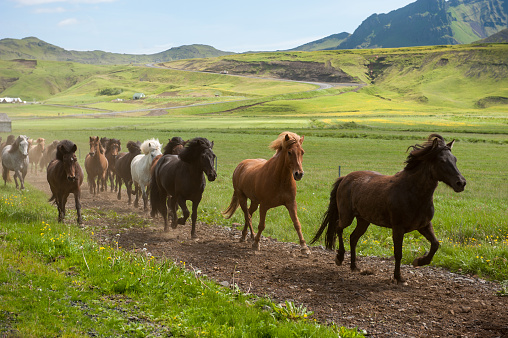 Icelandic horses galloping down a road, rural landscape, illuminated by sun, Iceland