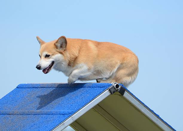 istock Pembroke Welch Corgi at a Dog Agility Trial 518707650