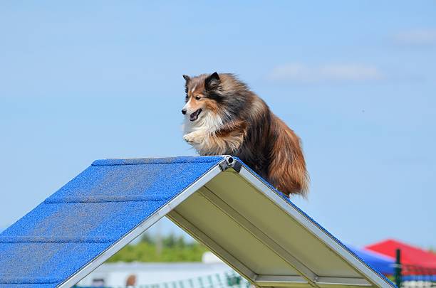 istock Shetland Sheepdog (Sheltie) at Dog Agility Trial 518707904