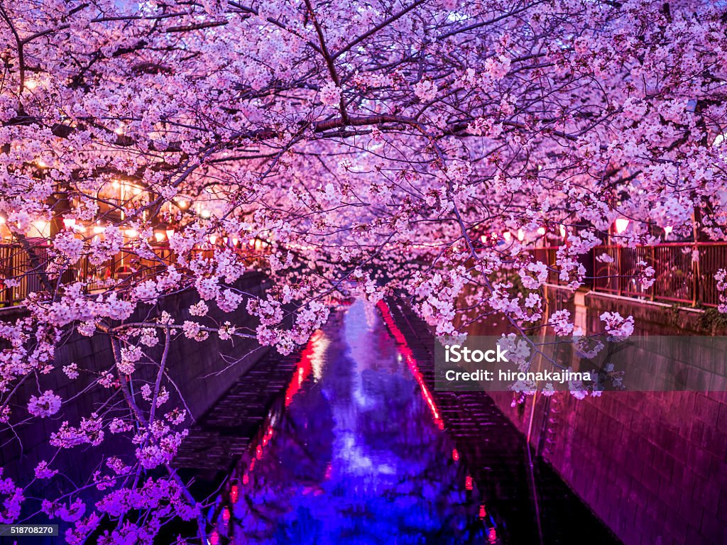 Sakura avenue cherry blossom at Meguro river, Tokyo, Japan.  March 2016 Meguro River Stock Photo