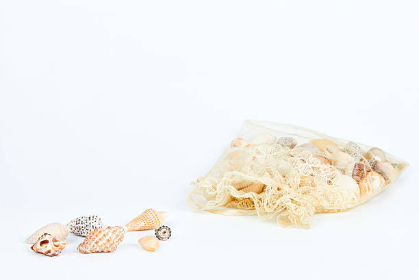 istock Variety of sea shells 518708872