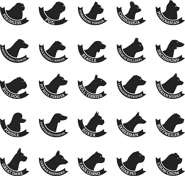 vektorový pes plemena ikon kolekce izolovaných na bílé - čivava ilustrace stock ilustrace