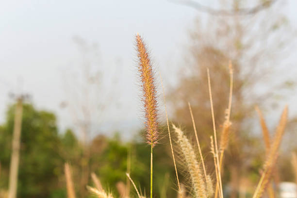 istock Brown Grass Plumes At Sunrise 518709554