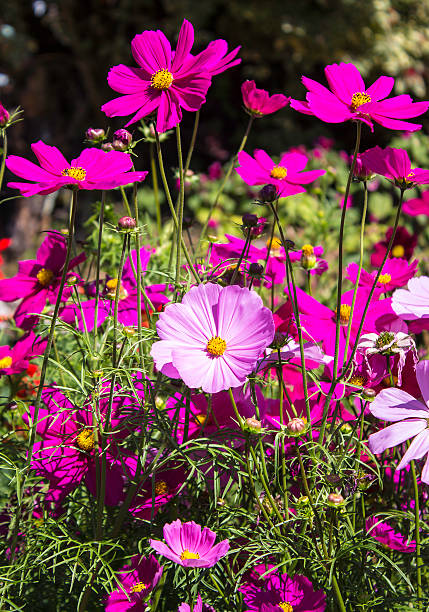 istock beautiful garden flowers 518710260