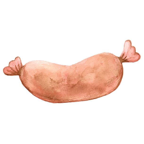 ilustrações, clipart, desenhos animados e ícones de aquarela linguiça - sausage grilled isolated single object