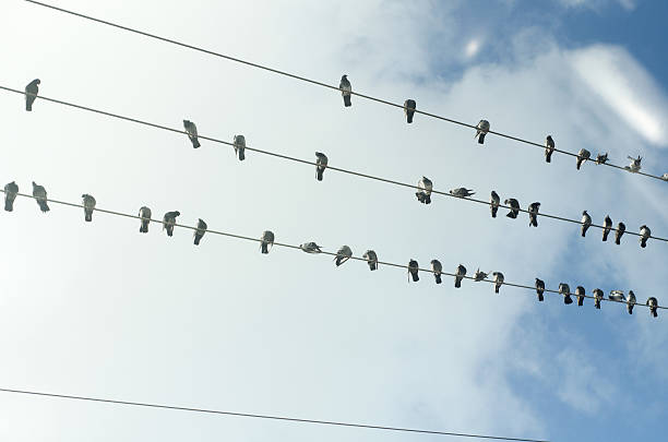 istock pigeons of electric pole lines 518712316