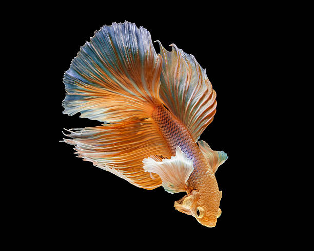 istock macro action of siamese fighting fish 518712402