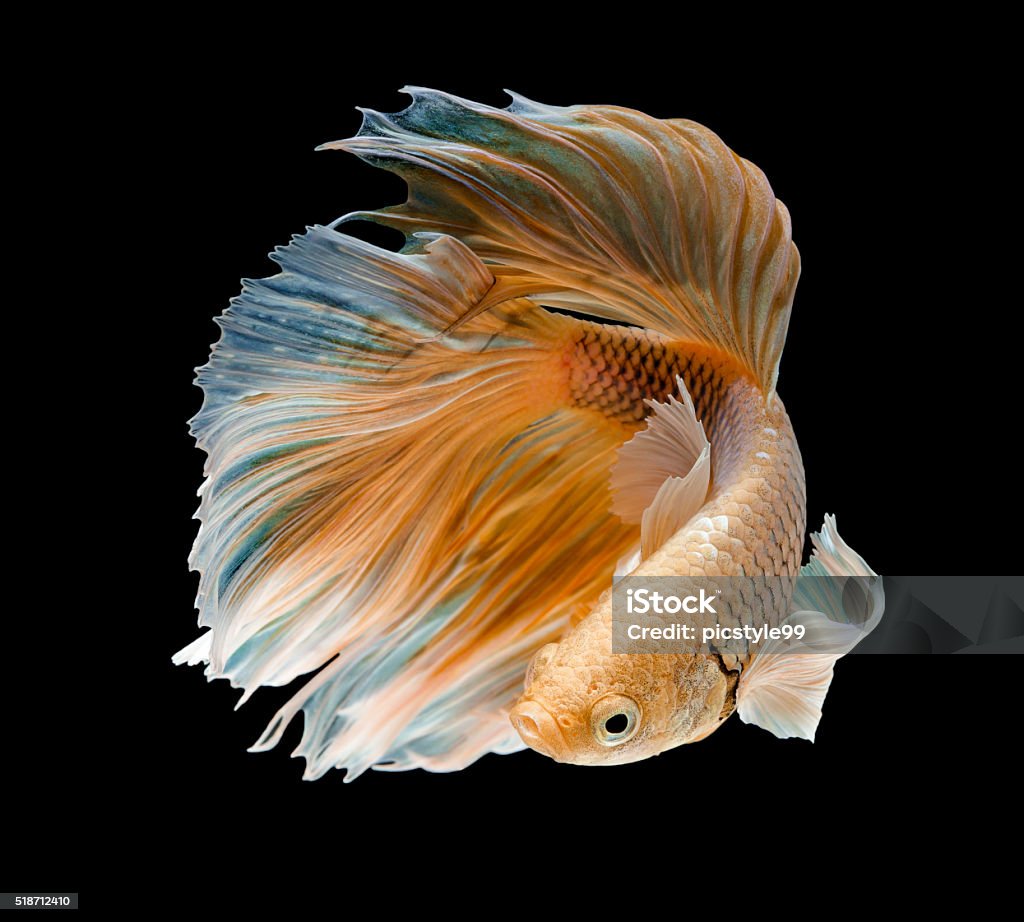 gold fish,Betta fish gold fish,Betta fish on black background Siamese Fighting Fish Stock Photo