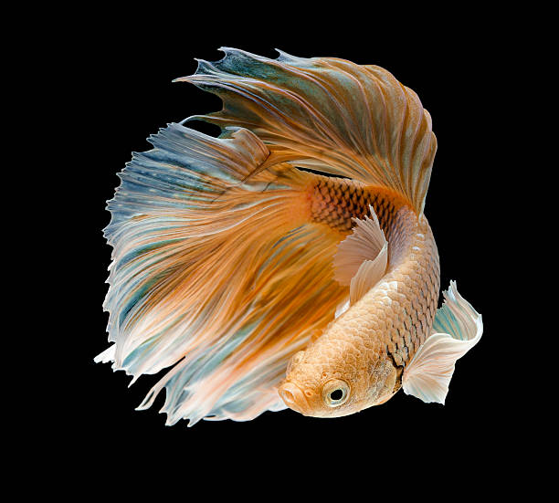 gold fish,Betta fish gold fish,Betta fish on black background siamese fighting fish stock pictures, royalty-free photos & images